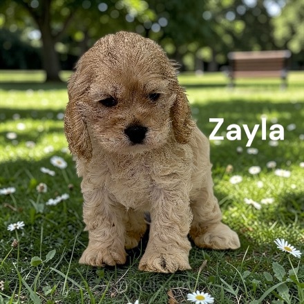puppy, for, sale, Cocker Spaniel, Joe & Cherri  Overlease, dog, breeder, Miller, MO, dog-breeder, puppy-for-sale, forsale, nearby, find, puppyfind, locator, puppylocator, aca